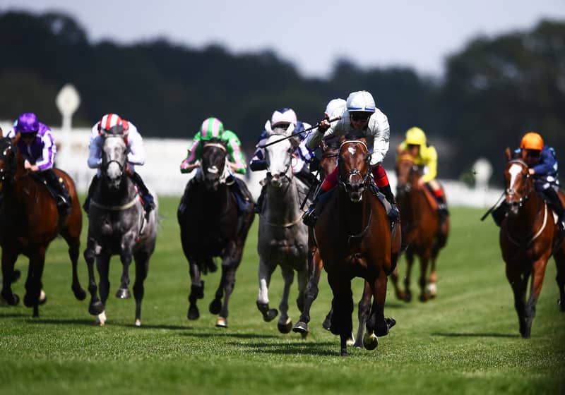 Jockeys in colorful silks race toward the finish line in an exhilarating display of speed and precision.