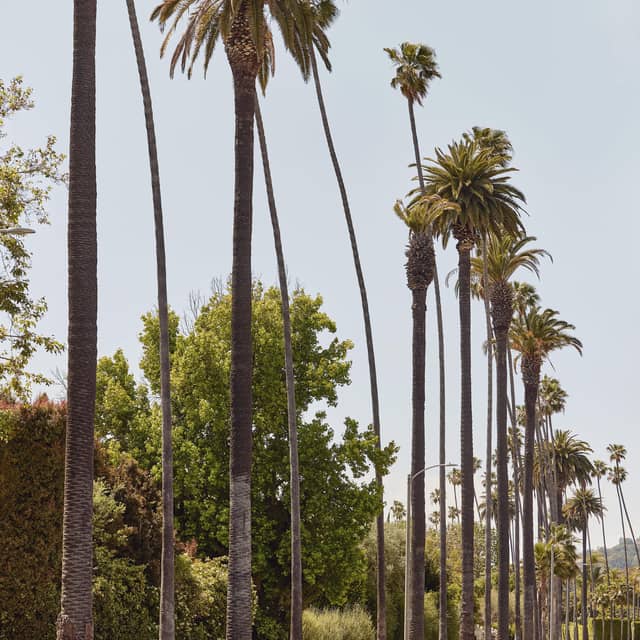 Iconic avenue lined with tall, slender palm trees and vibrant greenery under clear blue skies.