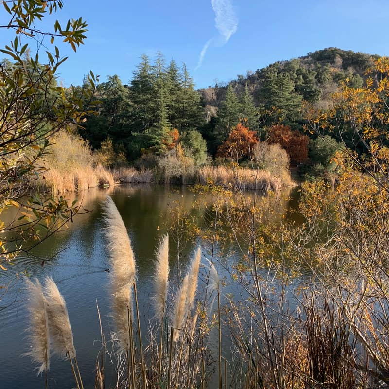 Tranquil lake surrounded by tall grasses and autumn trees, set against rolling hills under a clear blue sky.