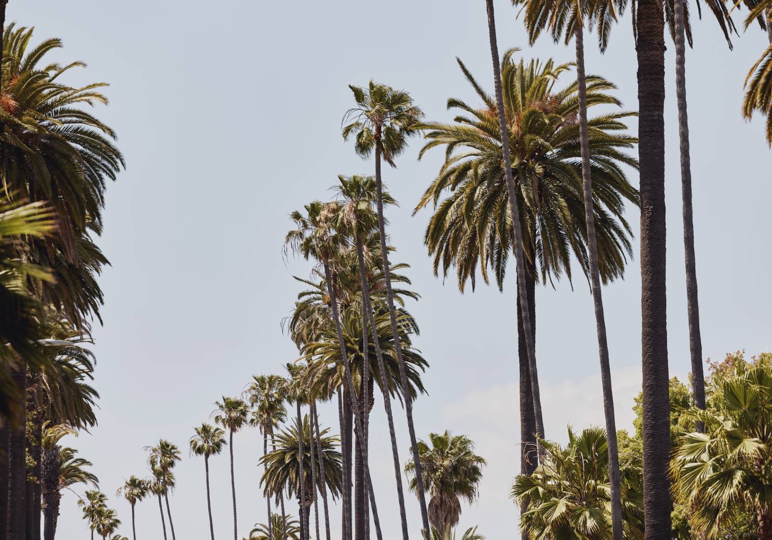 A serene view of towering palm trees against a clear blue sky, evoking a warm and tropical ambiance.