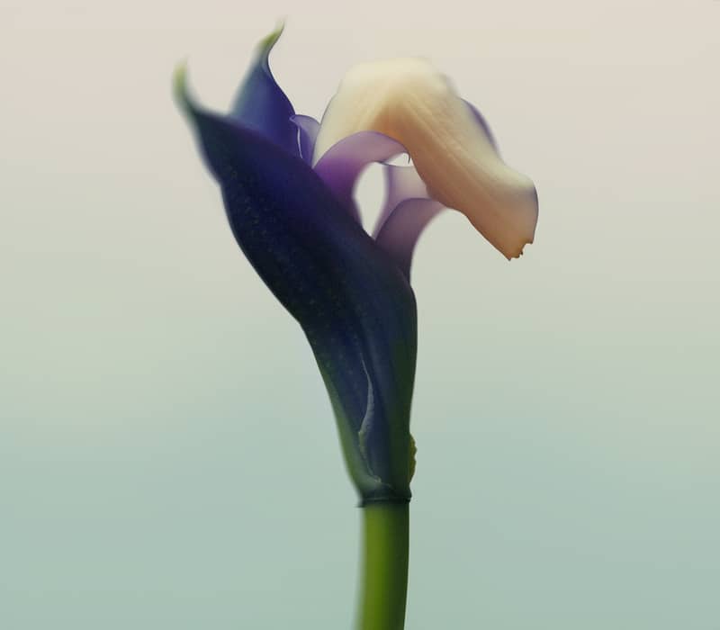 Close-up of a single abstract flower with soft purple and cream petals against a pale, gradient background.