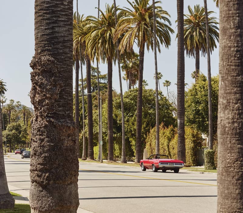 A serene view of towering palm trees against a clear blue sky. A red car with the roof down drives up the road evoking a warm and tropical ambiance
