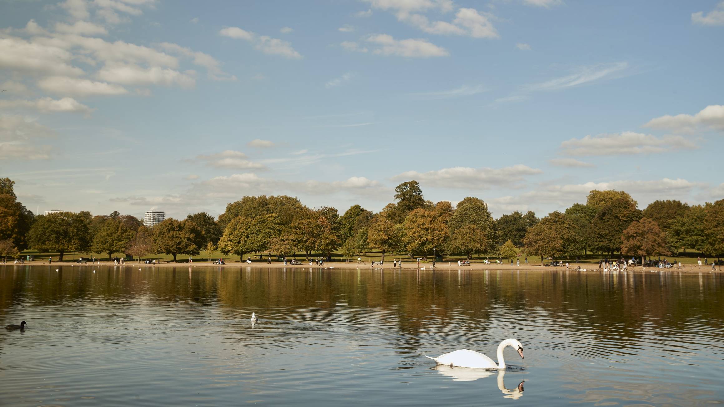 A serene park scene featuring a tranquil lake with swans, surrounded by trees under a sunny blue sky.