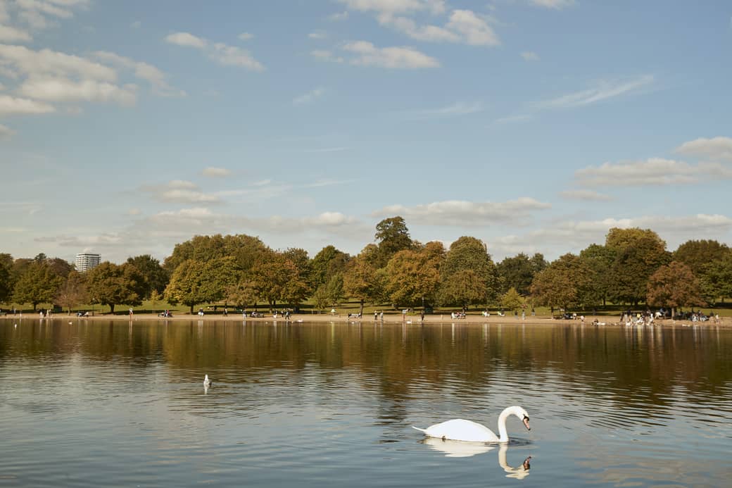 Serene view of Hyde Park with a swan gliding across the lake in the foreground, autumnal trees lining the opposite bank, and people walking and relaxing under a blue sky with scattered clouds.